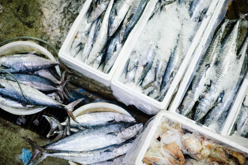 Fresh fish